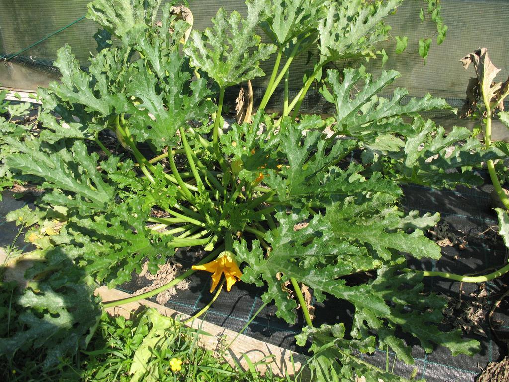 Bioagriturismo Vegan Campo Di Cielo Cesiomaggiore Экстерьер фото